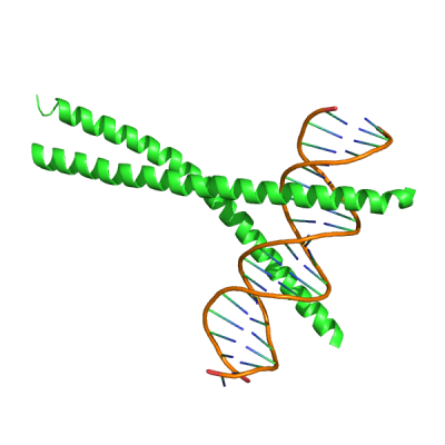 ژن CEBPA CEBPA gene