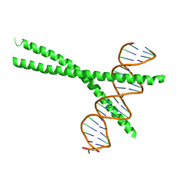 ژن CEBPA CEBPA gene