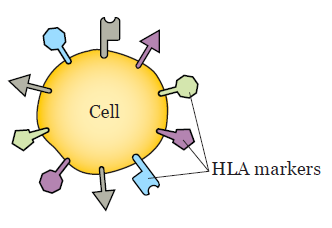 تست HLA Typing 
